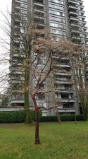 Acer-griseum_ParkEdge-Nelson_Cutler_20201225_125114.jpg