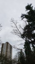 Acer-griseum-male_ParkEdge-Nelson_Cutler_20201225_125158.jpg