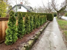 Trees 2.jpg