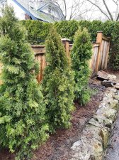 Trees 1.jpg
