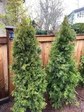 trees 5.jpg