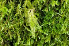 Moss-on-Acer-macrophylla_HaroNicola_Cutler_20201205_101150.jpg