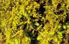 Moss-on-Acer-macrophylla_HaroNicola_Cutler_20201205_101211.jpg