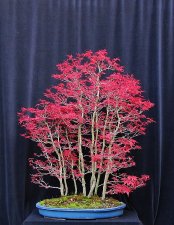 acerp-z-foret.francis_200410a.jpg