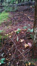 P_20201220_101858_vHDR_Auto.jpg