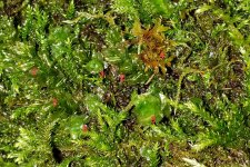 Mosses2-3-4_1424Haro_Cutler_20201228_140457-annotated.jpg