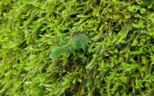 Mosses1-5_1424Haro_Cutler_20201228_141428-annotated.jpg