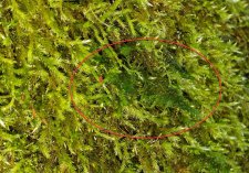 Mosses5_1424Haro_Cutler_20201228_140440-annotated.jpg