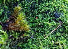 Mosses1-6-7_1424Haro_Cutler_20201228_140731-annotated.jpg
