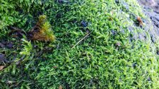 Mosses_1424Haro_Cutler_20201228_140731.jpg