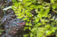 Mosses1or8_1424Haro_Cutler_20201228_141053-annotated.jpg