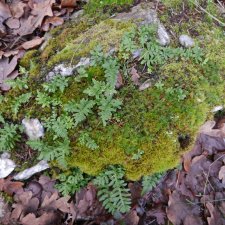 Polypodium hesperium.JPG