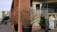 Edgeworthia-chrysantha_HornbySeawall_Cutler_20210120_135212.jpg