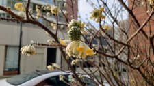 Edgeworthia-chrysantha_HornbySeawall_Cutler_20210120_135503.jpg