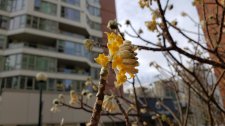 Edgeworthia-chrysantha_HornbySeawall_Cutler_20210120_135512.jpg