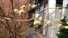 Edgeworthia-chrysantha_HornbySeawall_Cutler_20210120_135642.jpg
