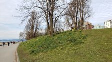 Daffodils_EnglishBaySeawall_Cutler_20210120_141245.jpg