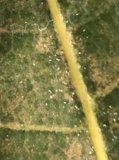 1F4EB528-67BA-42E5-AE23-CA00B2321653.jpeg