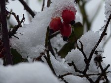 Rosehips in snow 310.JPG