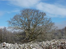 Quercus rubra English Oak 311.JPG