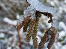 Hazel catkins 310.JPG
