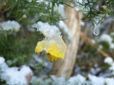 Common gorse 310.JPG