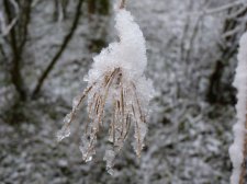 Seed head 310.JPG