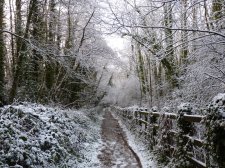 Hazel walkway 310.JPG