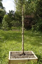 sequoia01_050509.jpg
