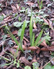 iris-sauvage_210126a.jpg