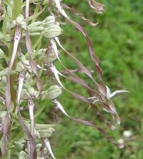 orchis-arachn_130618b.jpg