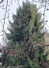 Davidia-involucrata_QEPark-QuarryPath_Cutler_20210126_144418.jpg