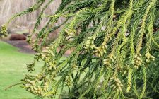 Cryptomeria-japonica_QEPark-QuarryPath_Cutler_20210126_144152.jpg