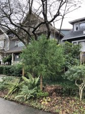Cryptomeria japonica.jpg