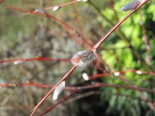 IMG_4771.JPG
