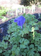 IMG_4799.JPG
