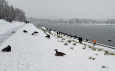 Daffodils_EnglishBay_Cutler_20210213_094116.jpg