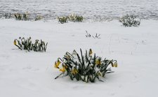 Daffodils_EnglishBay_Cutler_20210213_094143.jpg