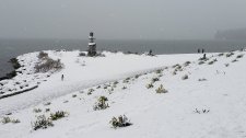 Daffodils_EnglishBay_Cutler_20210213_094151.jpg