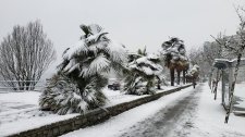 Trachycarpus-fortunei_EnglishBay_Cutler_20210213_094619.jpg