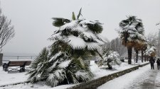 Trachycarpus-fortunei_EnglishBay_Cutler_20210213_094645.jpg