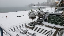 Trachycarpus-fortunei_EnglishBay_Cutler_20210213_094844.jpg