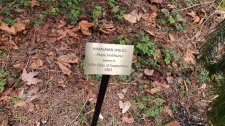 Picea-smithiana-HimalayanSpruce_VanDusen_Cutler_20210219_140930.jpg