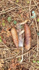Picea-smithiana-HimalayanSpruce_VanDusen_Cutler_20210219_141105.jpg