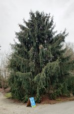 Picea-smithiana-HimalayanSpruce_VanDusen_Cutler_20210219_141216.jpg