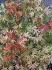 spring0012_r1.JPG