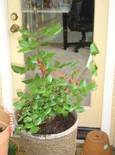 crimson bouquet rose bush.JPG