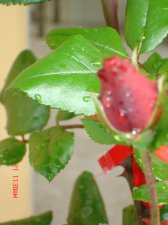 crimson bouquet rose bush (3).JPG
