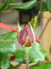 crimson bouquet rose bush (5).JPG
