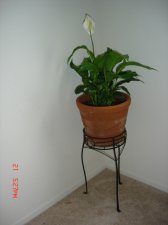 peace lily.JPG
